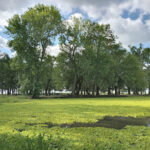 Parque Municipal